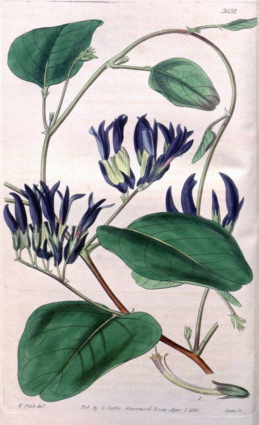 Curtis's botanical magazine..London ;New York [etc.] :Academic Press [etc.]. |  | Vintage Print Reproduction 455886