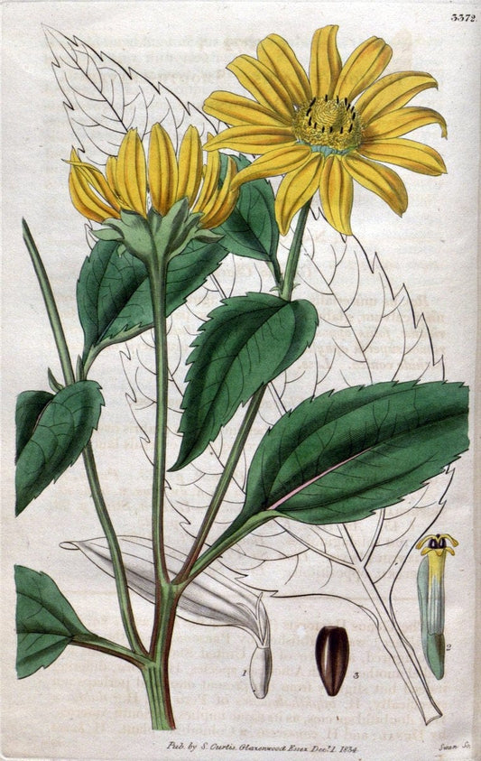 Curtis's botanical magazine..London ;New York [etc.] :Academic Press [etc.]. |  | Vintage Print Reproduction 455888