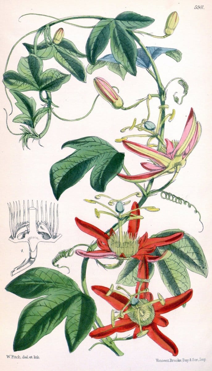 Curtis's botanical magazine. London ;New York [etc.] :Academic Press [etc.]. | Botany Periodicals "Pictorial works"  | Vintage Print Reproduction 455889