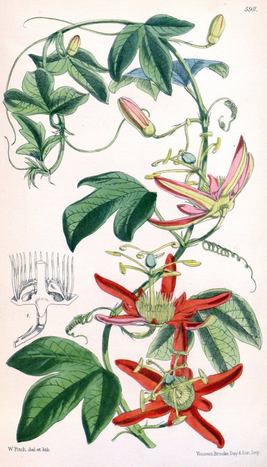 Curtis's botanical magazine. London ;New York [etc.] :Academic Press [etc.]. | Botany Periodicals "Pictorial works"  | Vintage Print Reproduction 455889