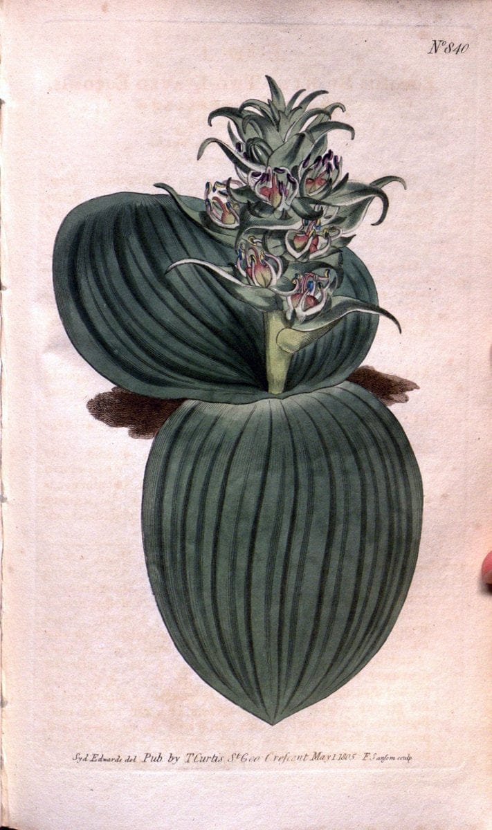 Curtis's botanical magazine. London ;New York [etc.] :Academic Press [etc.]. | Botany Periodicals "Pictorial works"  | Vintage Print Reproduction 455890