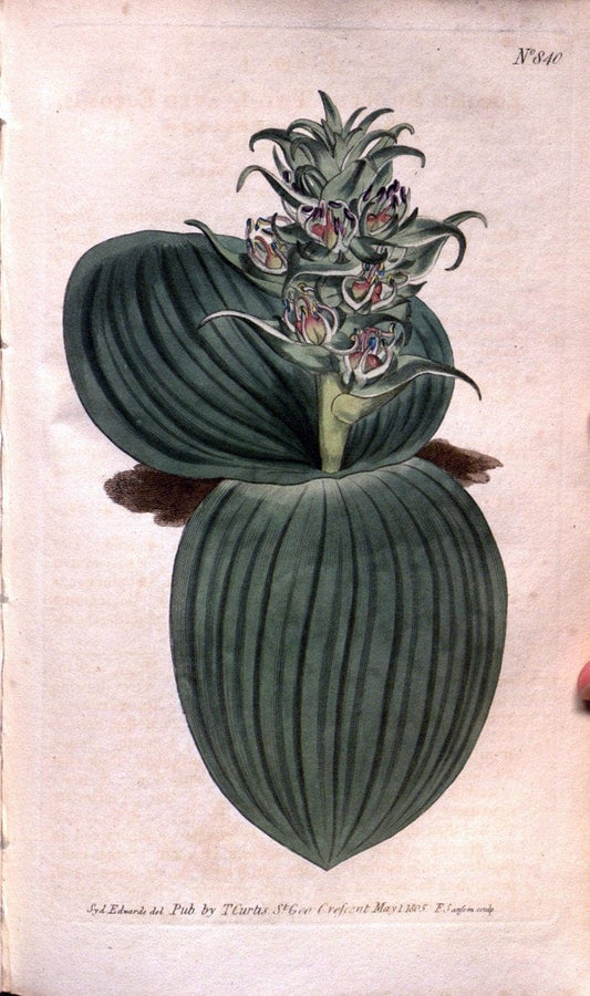 Curtis's botanical magazine. London ;New York [etc.] :Academic Press [etc.]. | Botany Periodicals "Pictorial works"  | Vintage Print Reproduction 455890