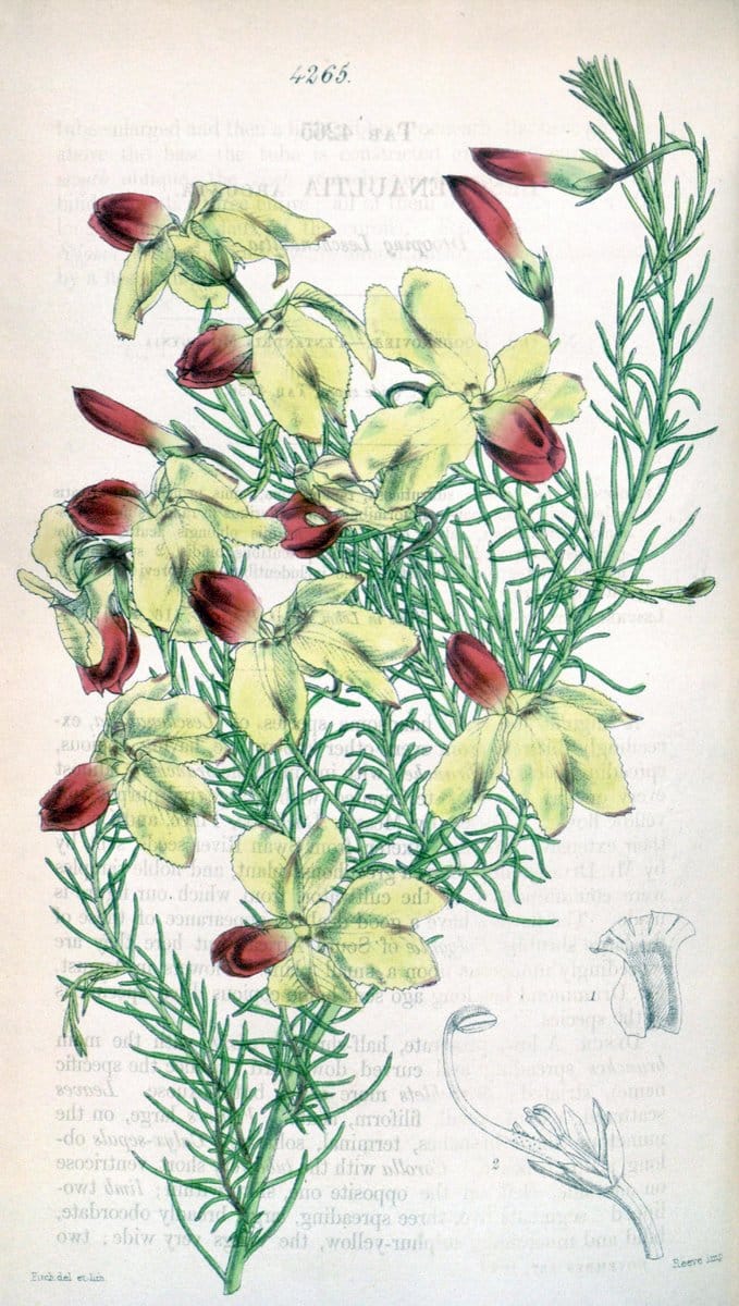 Curtis's botanical magazine. London ;New York [etc.] :Academic Press [etc.]. | Botany Periodicals "Pictorial works"  | Vintage Print Reproduction 455891