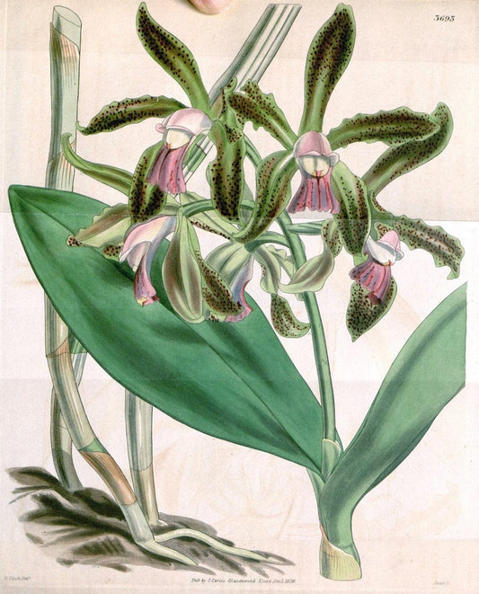 Curtis's botanical magazine. London ;New York [etc.] :Academic Press [etc.]. | Botany Periodicals "Pictorial works"  | Vintage Print Reproduction 455892