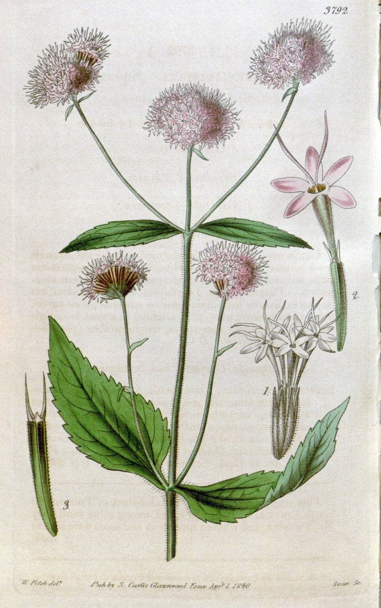 Curtis's botanical magazine. London ;New York [etc.] :Academic Press [etc.]. | Botany Periodicals "Pictorial works"  | Vintage Print Reproduction 455893