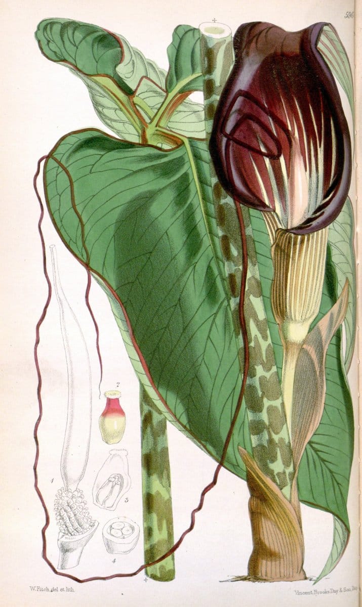 Curtis's botanical magazine. London ; New York [etc.] :Academic Press [etc.]. | "Botanical illustration" Botany Periodicals "Pictorial works" "Plants, Ornamental"  | Vintage Print Reproduction 455894