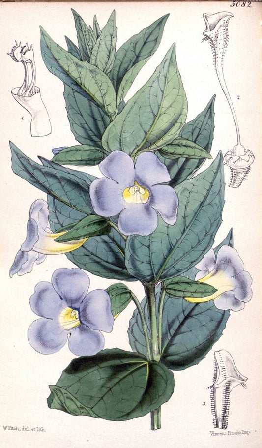 Curtis's botanical magazine. London ; New York [etc.] :Academic Press [etc.]. | "Botanical illustration" Botany Periodicals "Pictorial works" "Plants, Ornamental"  | Vintage Print Reproduction 455895