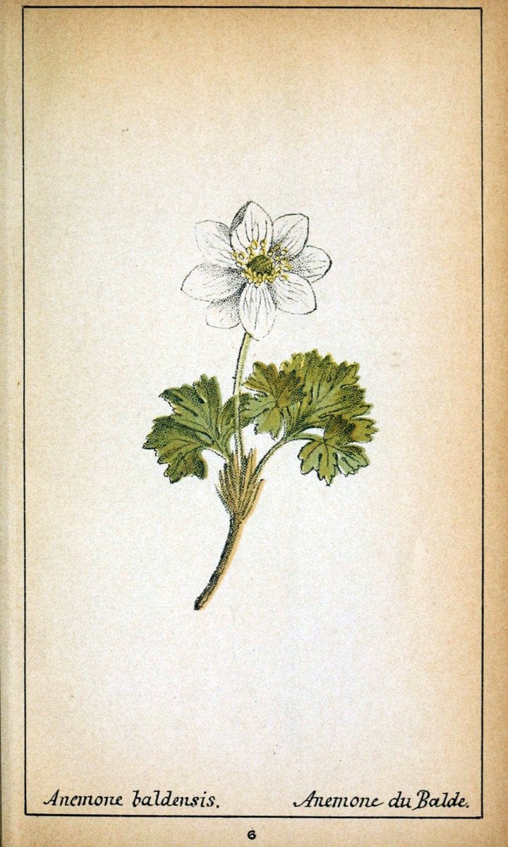 Choix de plantes de l'Europe centrale et particuliÃ¨rement de la Suisse et de la SavoieGe | Europe Central "Pictorial works" Plants "Savoy (France and Italy)" Switzerland  | Vintage Reproduction 455896