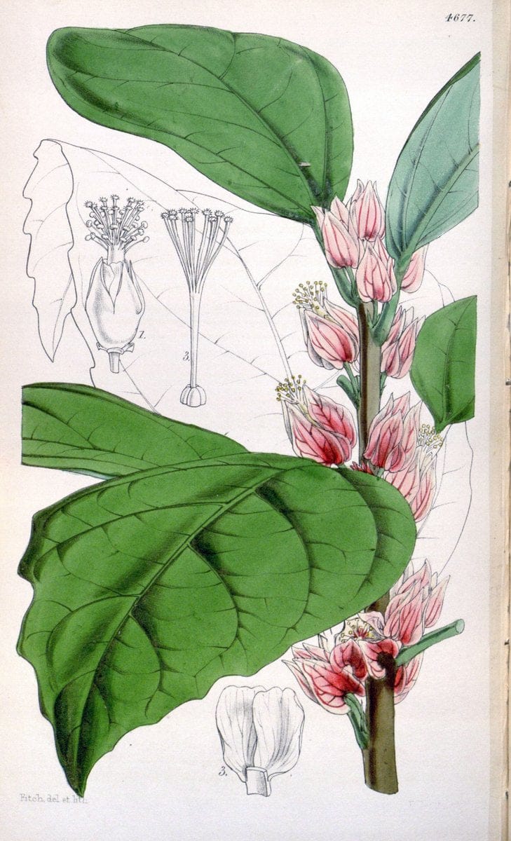 Curtis's botanical magazine. London ; New York [etc.] :Academic Press [etc.]. | "Botanical illustration" Botany Periodicals "Pictorial works" "Plants, Ornamental"  | Vintage Print Reproduction 455897