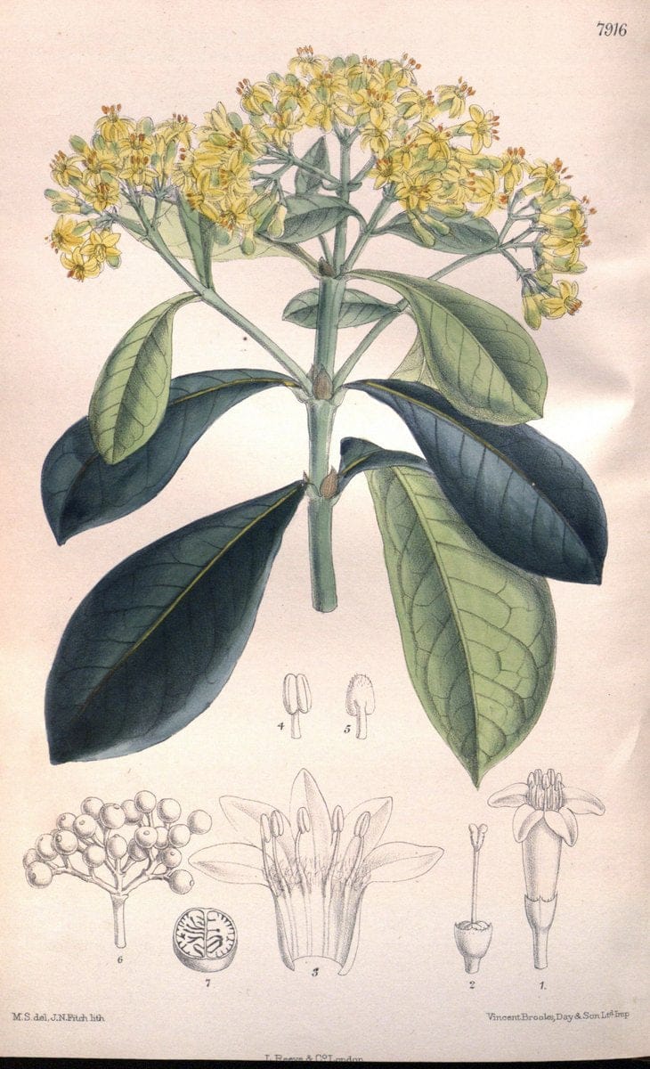 Curtis's botanical magazine. London ; New York [etc.] :Academic Press [etc.]. | "Botanical illustration" Botany Periodicals "Pictorial works" "Plants, Ornamental"  | Vintage Print Reproduction 455898