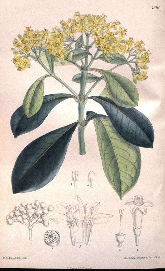 Curtis's botanical magazine. London ; New York [etc.] :Academic Press [etc.]. | "Botanical illustration" Botany Periodicals "Pictorial works" "Plants, Ornamental"  | Vintage Print Reproduction 455898