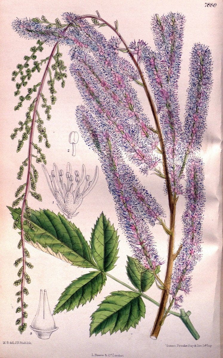 Curtis's botanical magazine. London ; New York [etc.] :Academic Press [etc.]. | "Botanical illustration" Botany Periodicals "Pictorial works" "Plants, Ornamental"  | Vintage Print Reproduction 455899