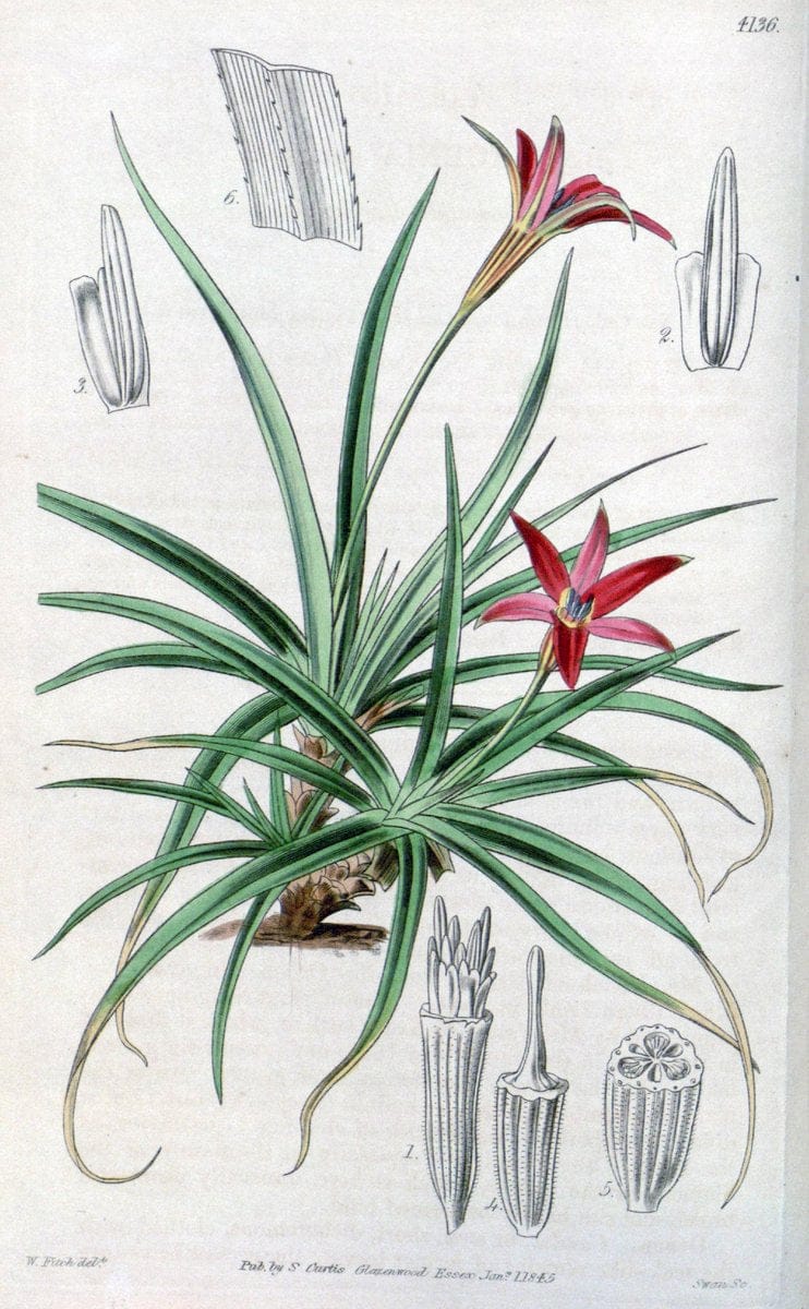 Curtis's botanical magazine. London ; New York [etc.] :Academic Press [etc.]. | "Botanical illustration" Botany Periodicals "Pictorial works" "Plants, Ornamental"  | Vintage Print Reproduction 455900