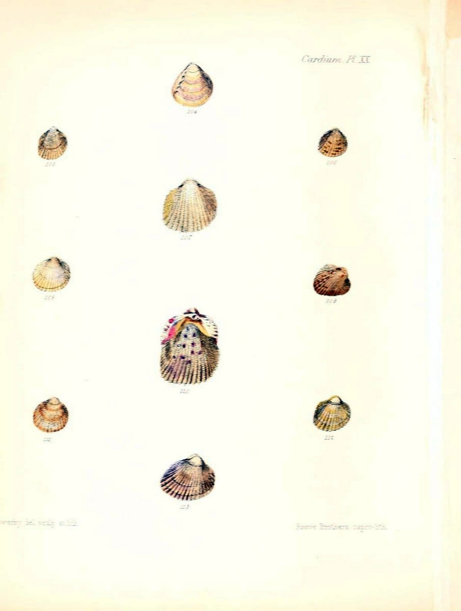 Conchologia iconica, or, Illustrations of the shells of molluscous animals /.London :Reeve, Brothers,1843-1878.. |  | Vintage Print Reproduction 455901