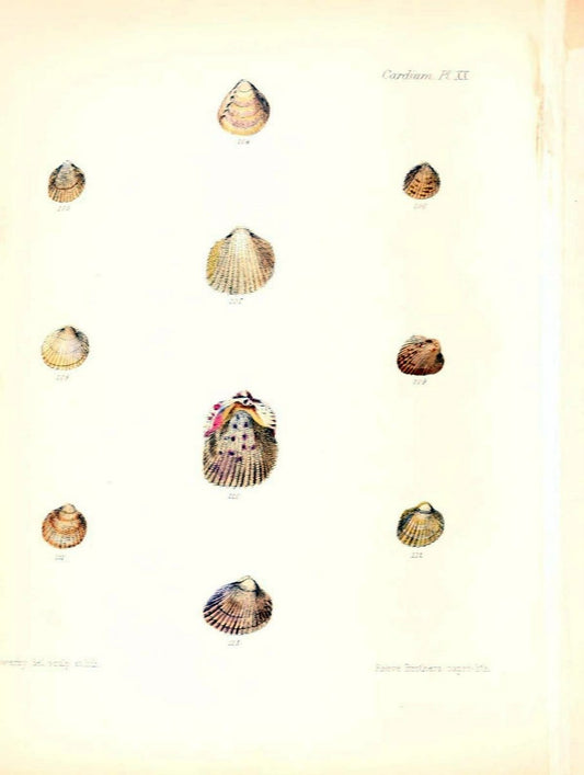 Conchologia iconica, or, Illustrations of the shells of molluscous animals /.London :Reeve, Brothers,1843-1878.. |  | Vintage Print Reproduction 455901