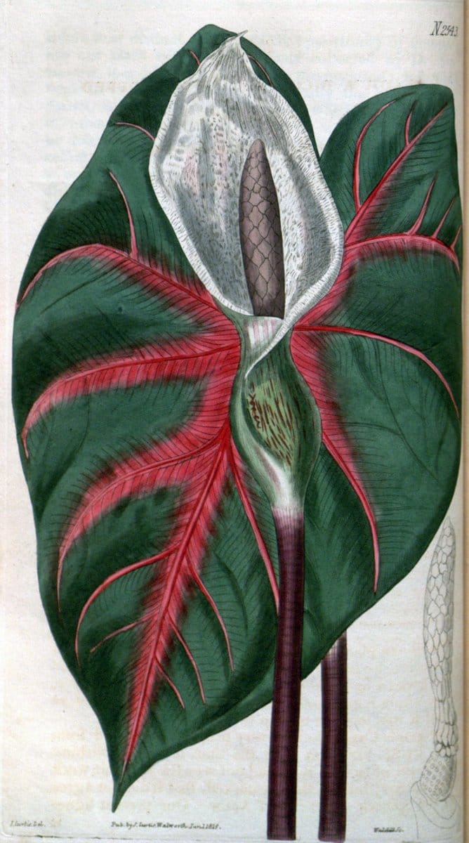 Curtis's botanical magazine. London ; New York [etc.] :Academic Press [etc.]. | "Botanical illustration" Botany Periodicals "Pictorial works" "Plants, Ornamental"  | Vintage Print Reproduction 455902