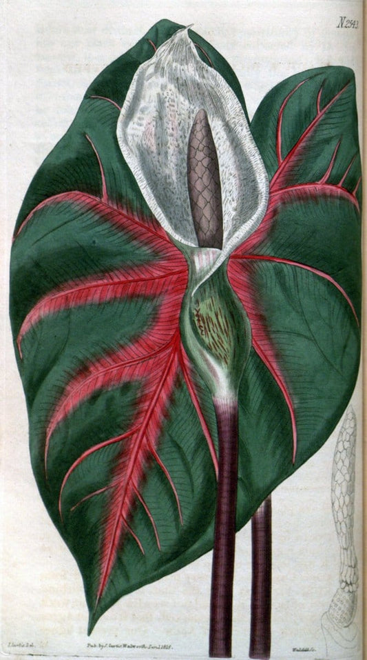 Curtis's botanical magazine. London ; New York [etc.] :Academic Press [etc.]. | "Botanical illustration" Botany Periodicals "Pictorial works" "Plants, Ornamental"  | Vintage Print Reproduction 455902