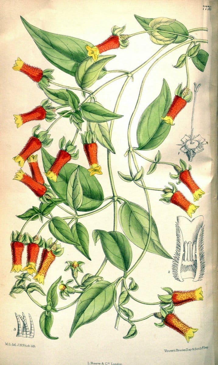 Curtis's botanical magazine. London ; New York [etc.] :Academic Press [etc.]. | "Botanical illustration" Botany Periodicals "Pictorial works" "Plants, Ornamental"  | Vintage Print Reproduction 455903