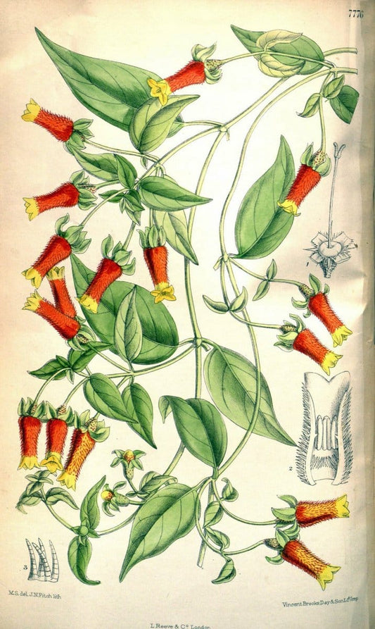 Curtis's botanical magazine. London ; New York [etc.] :Academic Press [etc.]. | "Botanical illustration" Botany Periodicals "Pictorial works" "Plants, Ornamental"  | Vintage Print Reproduction 455903