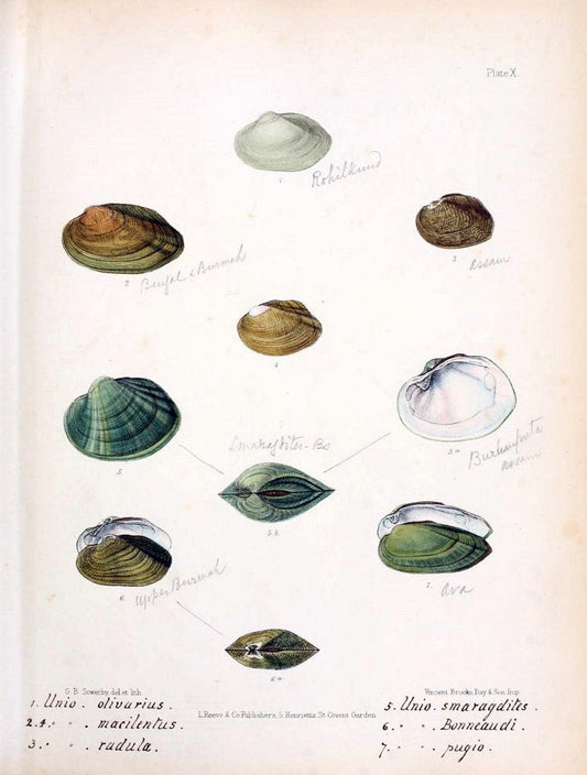 Conchologia indica,.London,1870-1876.  | India Mollusks Shells  | Vintage Print Reproduction 455904