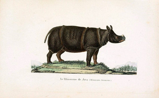 ComplÃ©ments de Buffon. t.1.Paris:P. Pourrat FrÃ¨res,1838. |  | Vintage Print Reproduction 455905