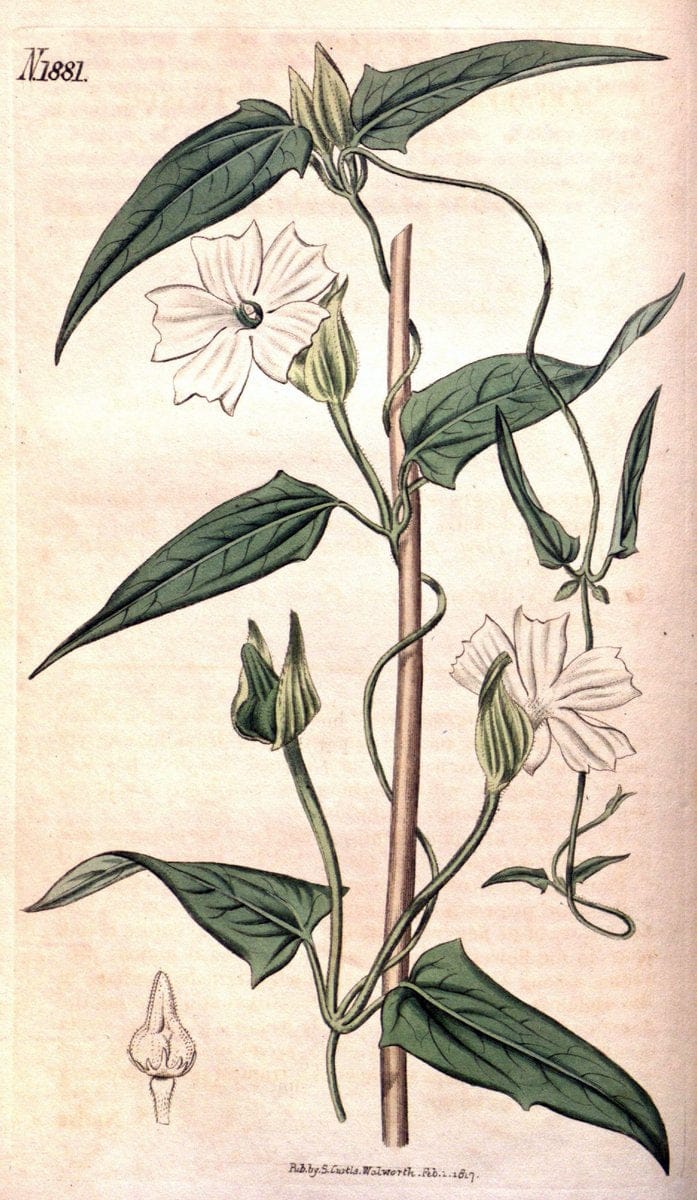 Curtis's botanical magazine. London ; New York [etc.] :Academic Press [etc.]. | "Botanical illustration" Botany Periodicals "Pictorial works" "Plants, Ornamental"  | Vintage Print Reproduction 455906