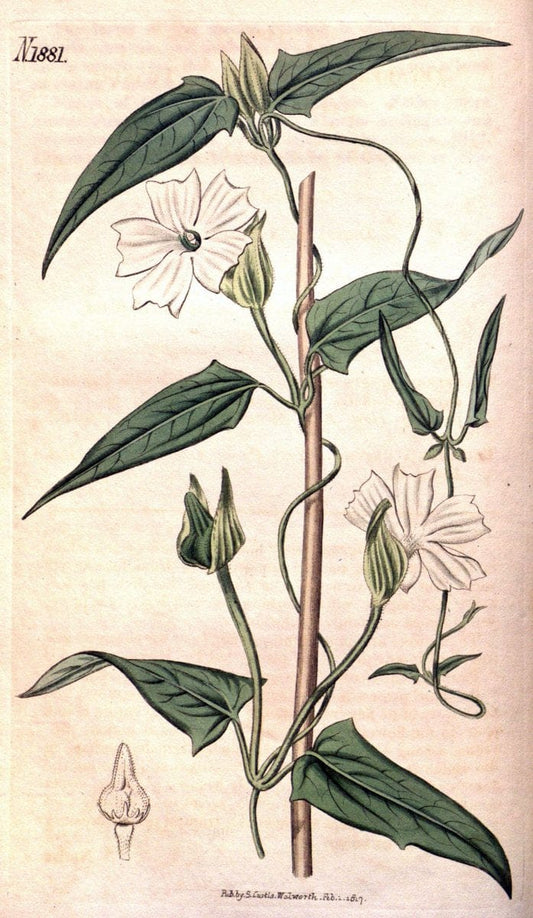 Curtis's botanical magazine. London ; New York [etc.] :Academic Press [etc.]. | "Botanical illustration" Botany Periodicals "Pictorial works" "Plants, Ornamental"  | Vintage Print Reproduction 455906