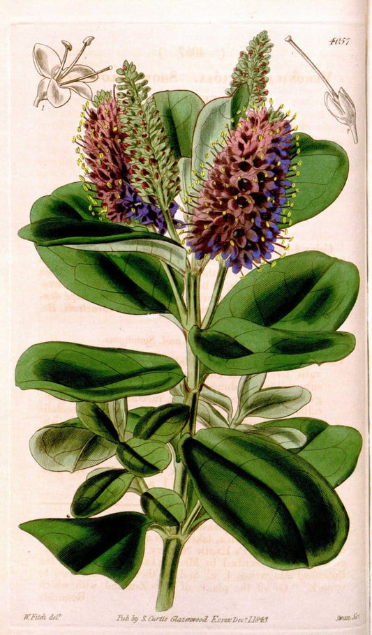 Curtis's botanical magazine. London ; New York [etc.] :Academic Press [etc.]. | "Botanical illustration" Botany Periodicals "Pictorial works" "Plants, Ornamental"  | Vintage Print Reproduction 455907