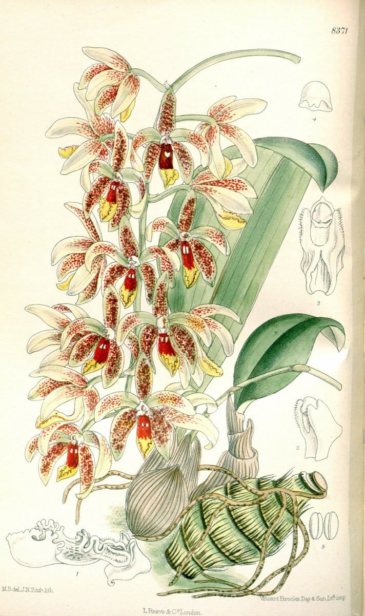 Curtis's botanical magazine. London ; New York [etc.] :Academic Press [etc.]. | "Botanical illustration" Botany Periodicals "Pictorial works" "Plants, Ornamental"  | Vintage Print Reproduction 455908