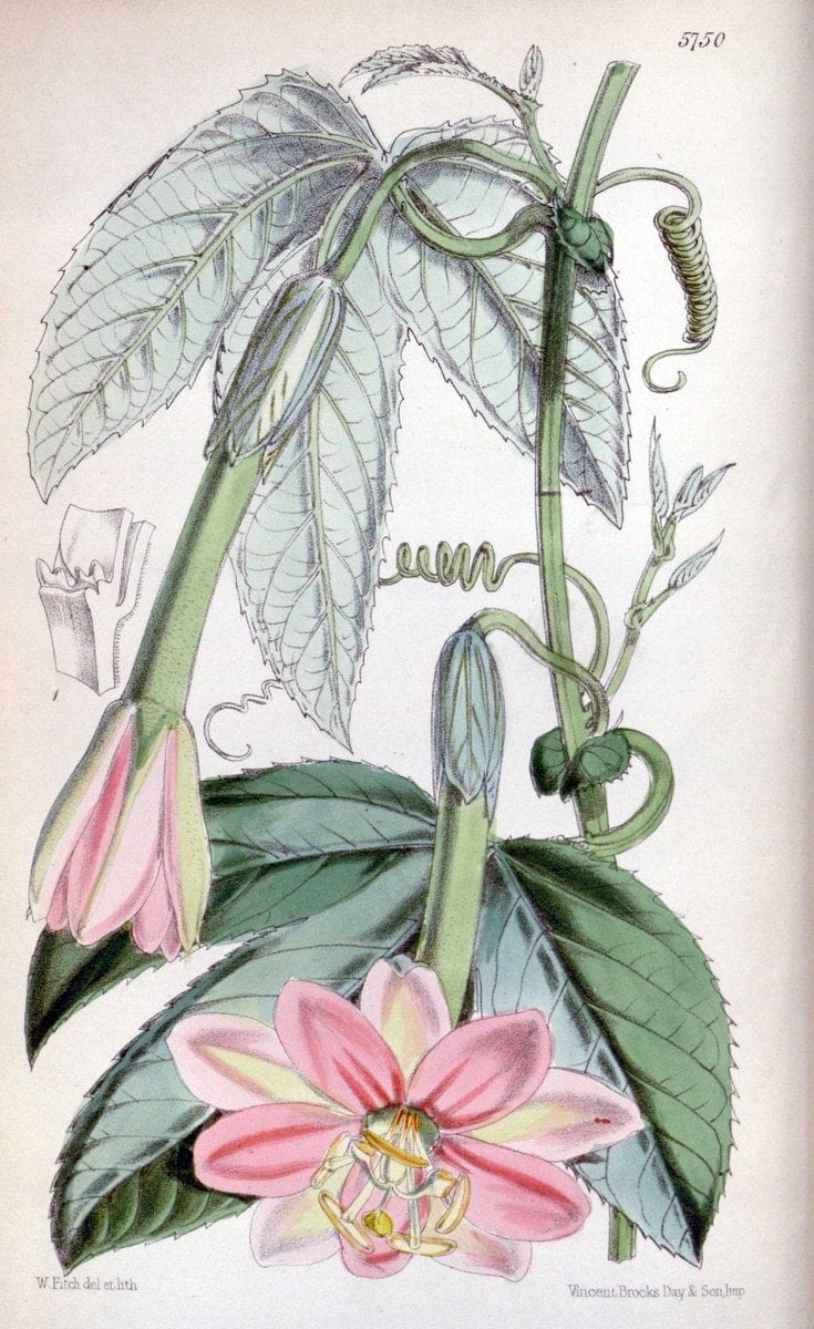 Curtis's botanical magazine. London ; New York [etc.] :Academic Press [etc.]. | "Botanical illustration" Botany Periodicals "Pictorial works" "Plants, Ornamental"  | Vintage Print Reproduction 455909