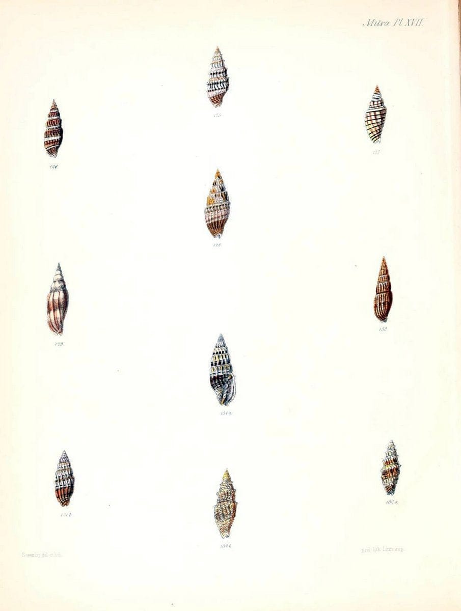 Conchologia iconica, or, Illustrations of the shells of molluscous animals /.London :Reeve, Brothers,1843-1878.  | Mollusks "Pictorial works" Shells | Vintage Print Reproduction 455910