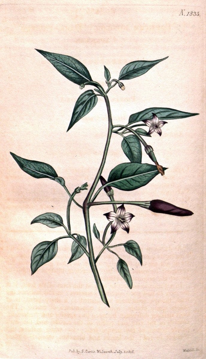 Curtis's botanical magazine. London ; New York [etc.] :Academic Press [etc.]. | "Botanical illustration" Botany Periodicals "Pictorial works" "Plants, Ornamental"  | Vintage Print Reproduction 455911