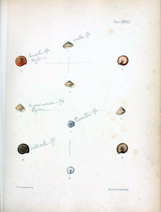 Conchologia indica,.London,1870-1876.. |  | Vintage Print Reproduction 455912