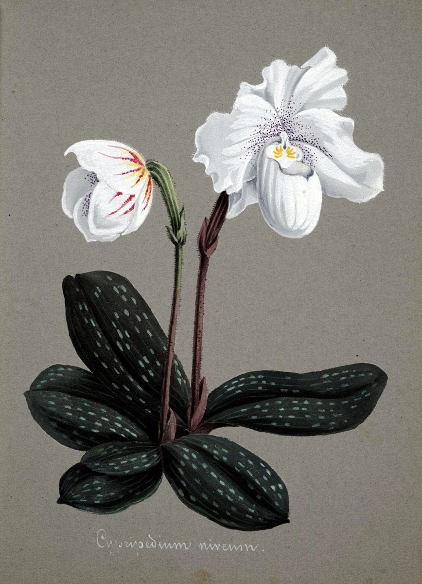 Collection d'orchideÃŒÂes.[S.l. :s.n.,18--]. | "Botanical illustration" Orchidaceae "Orchidaceae in art" "Pictorial works"  | Vintage Print Reproduction 455913