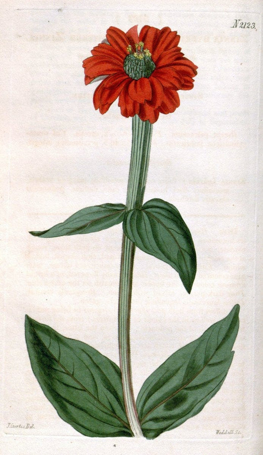 Curtis's botanical magazine. London ; New York [etc.] :Academic Press [etc.]. | "Botanical illustration" Botany Periodicals "Pictorial works" "Plants, Ornamental"  | Vintage Print Reproduction 455914