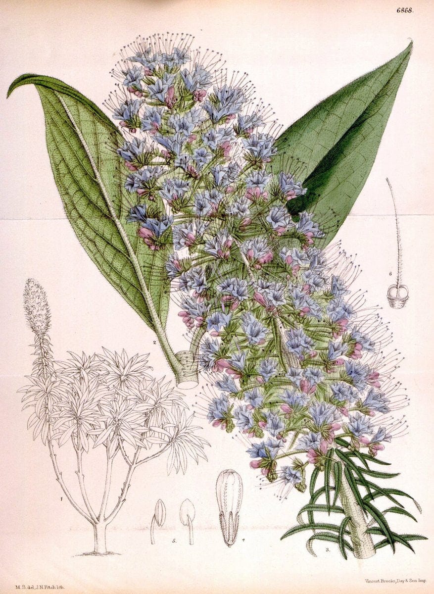 Curtis's botanical magazine. London ; New York [etc.] :Academic Press [etc.]. | "Botanical illustration" Botany Periodicals "Pictorial works" "Plants, Ornamental"  | Vintage Print Reproduction 455915