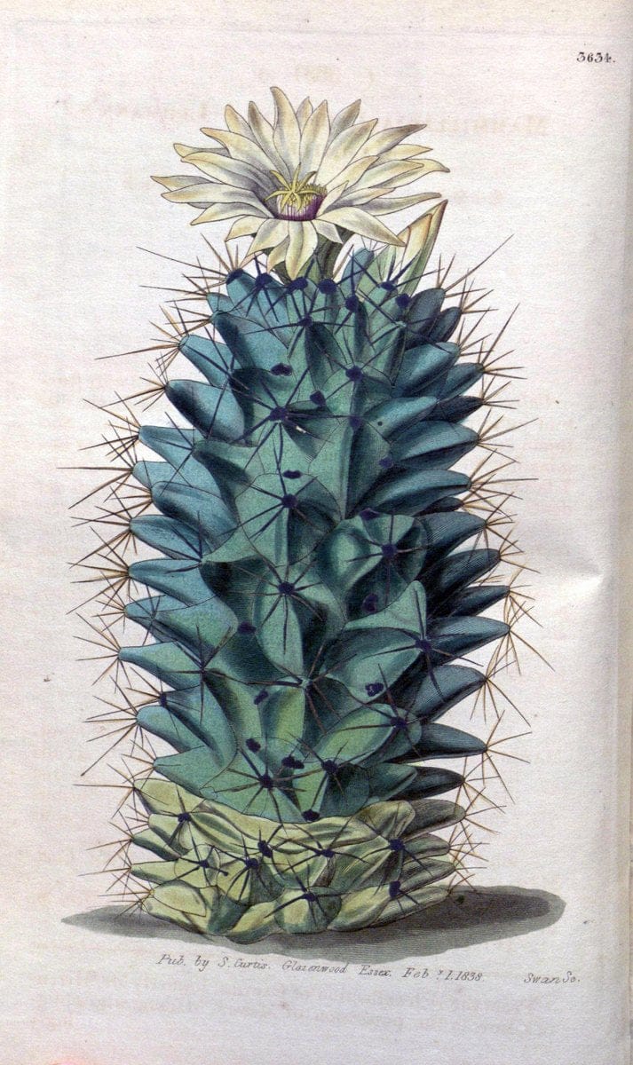 Curtis's botanical magazine..London ;New York [etc.] :Academic Press [etc.]. |  | Vintage Print Reproduction 455916