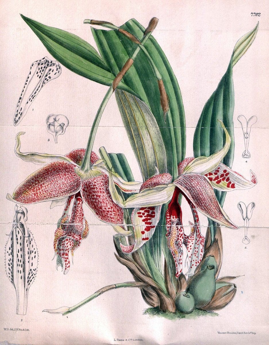 Curtis's botanical magazine. London ;New York [etc.] :Academic Press [etc.]. | Botany Periodicals "Pictorial works"  | Vintage Print Reproduction 455917