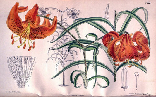 Curtis's botanical magazine. London ;New York [etc.] :Academic Press [etc.]. | Botany Periodicals "Pictorial works"  | Vintage Print Reproduction 455918