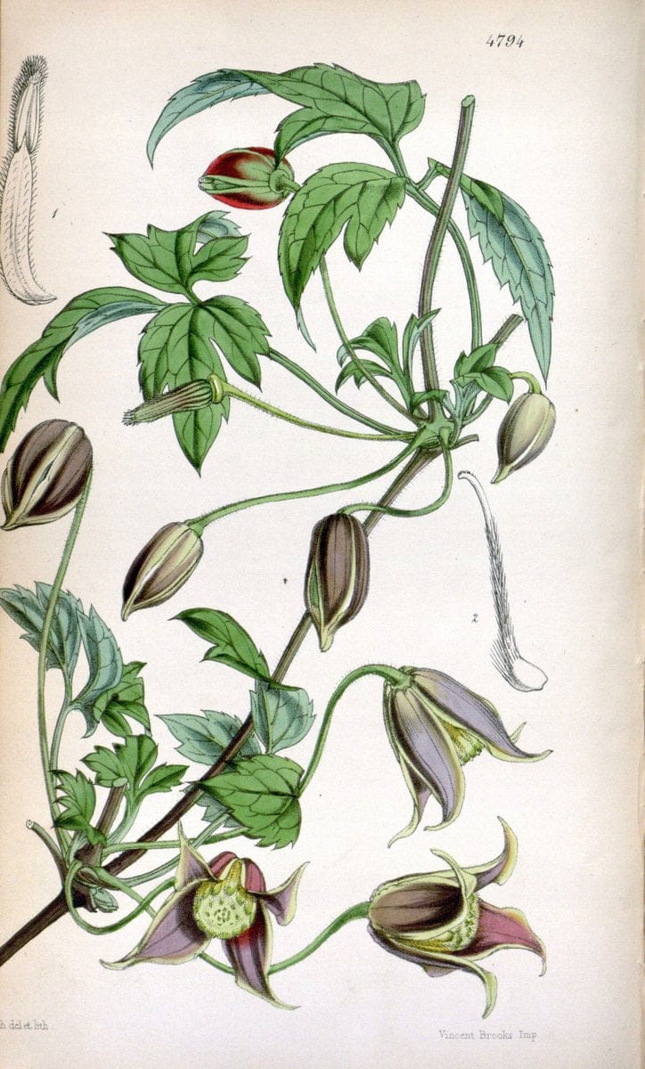 Curtis's botanical magazine. London ;New York [etc.] :Academic Press [etc.]. | Botany Periodicals "Pictorial works"  | Vintage Print Reproduction 455919