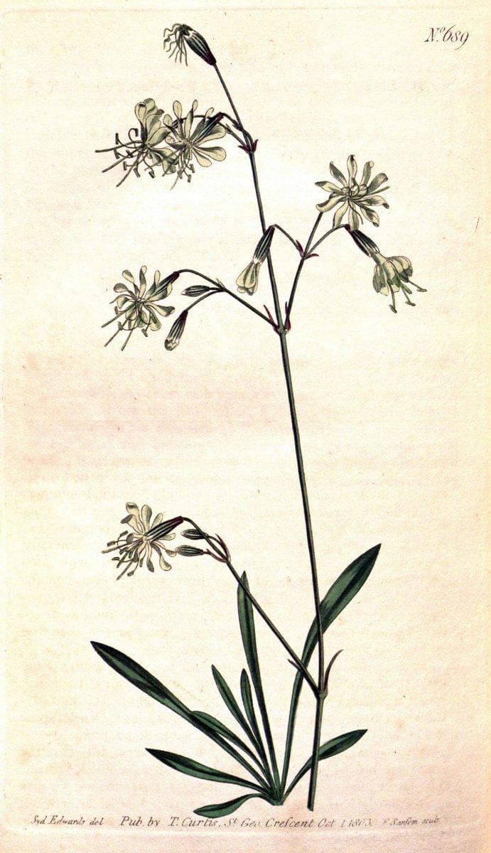 Curtis's botanical magazine. London ;New York [etc.] :Academic Press [etc.]. | Botany Periodicals "Pictorial works"  | Vintage Print Reproduction 455920