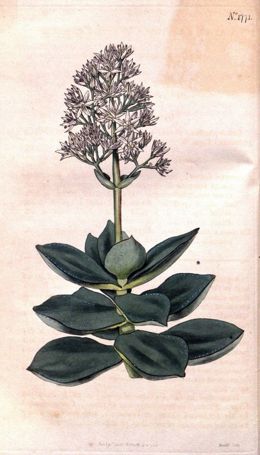 Curtis's botanical magazine. London ; New York [etc.] :Academic Press [etc.]. | "Botanical illustration" Botany Periodicals "Pictorial works" "Plants, Ornamental"  | Vintage Print Reproduction 455921