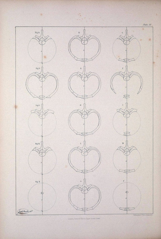 Comparative osteology:.London,Taylor and Walton,1847.  | Bones | Vintage Print Reproduction 455922