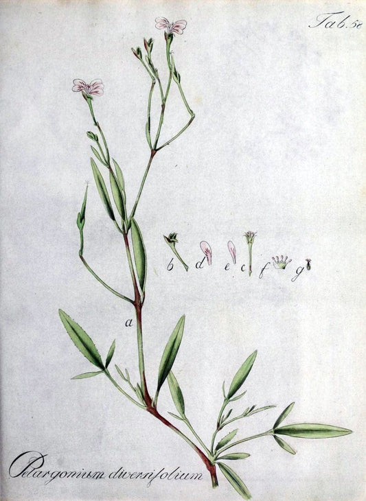 Collectio plantarum tam exoticarum, quam indigenarum, cum delineatione, descriptione cul | Botany | Vintage Print Reproduction 455923