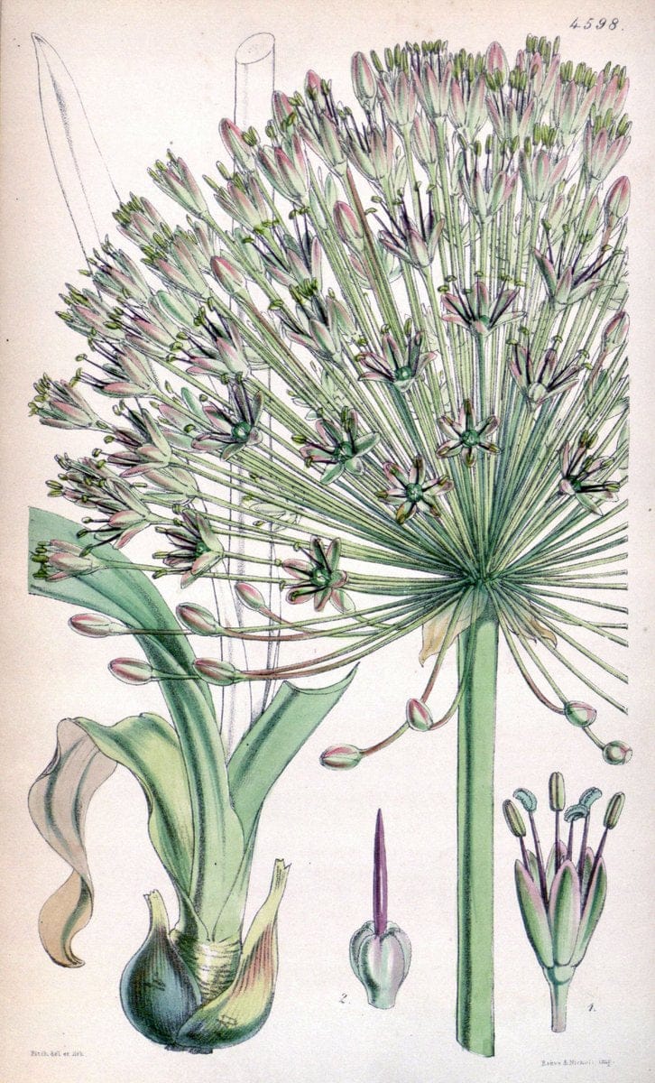 Curtis's botanical magazine. London ; New York [etc.] :Academic Press [etc.]. | "Botanical illustration" Botany Periodicals "Pictorial works" "Plants, Ornamental"  | Vintage Print Reproduction 455924