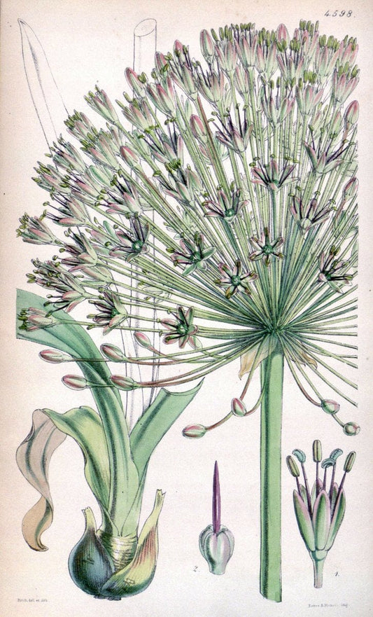 Curtis's botanical magazine. London ; New York [etc.] :Academic Press [etc.]. | "Botanical illustration" Botany Periodicals "Pictorial works" "Plants, Ornamental"  | Vintage Print Reproduction 455924