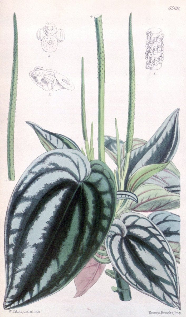 Curtis's botanical magazine. London ; New York [etc.] :Academic Press [etc.]. | "Botanical illustration" Botany Periodicals "Pictorial works" "Plants, Ornamental"  | Vintage Print Reproduction 455925