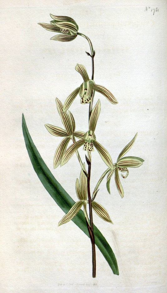 Curtis's botanical magazine. London ; New York [etc.] :Academic Press [etc.]. | "Botanical illustration" Botany Periodicals "Pictorial works" "Plants, Ornamental"  | Vintage Print Reproduction 455926