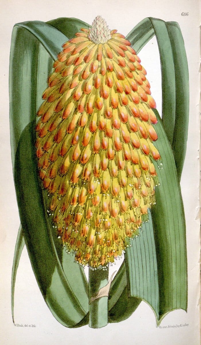 Curtis's botanical magazine. London ; New York [etc.] :Academic Press [etc.]. | "Botanical illustration" Botany Periodicals "Pictorial works" "Plants, Ornamental"  | Vintage Print Reproduction 455927