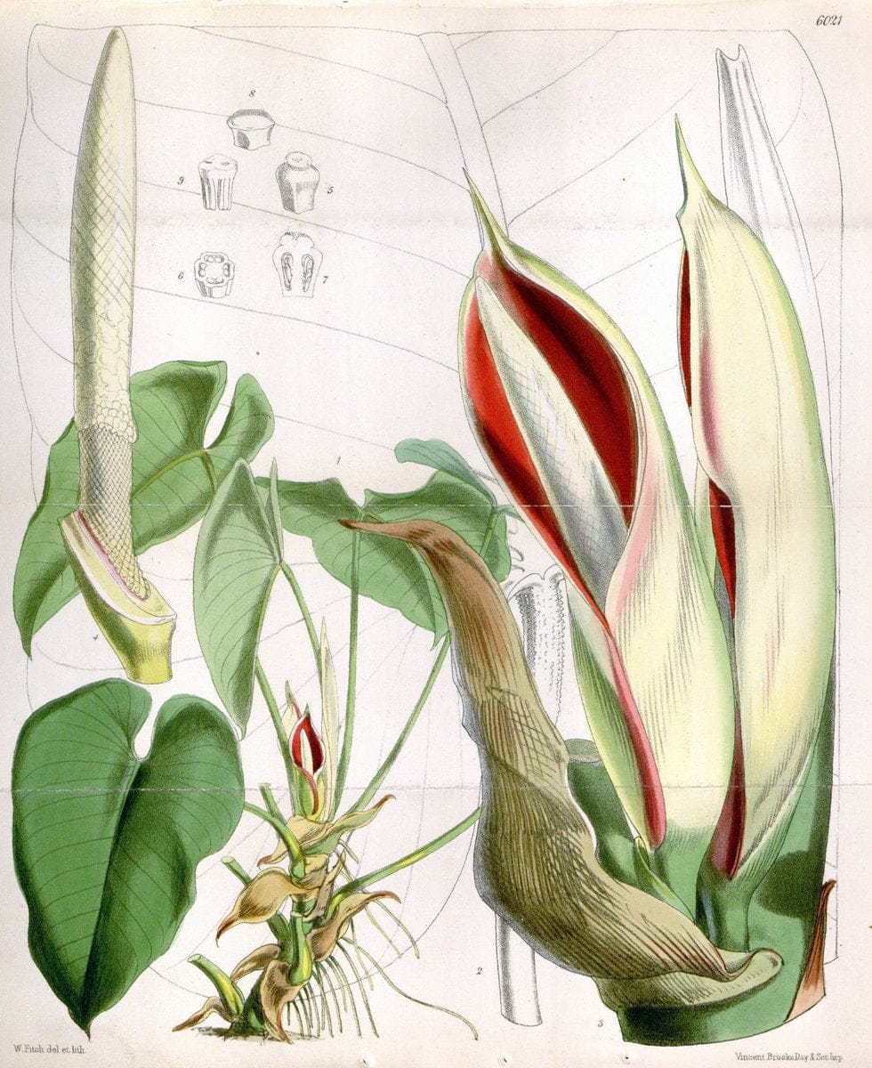 Curtis's botanical magazine. London ; New York [etc.] :Academic Press [etc.]. | "Botanical illustration" Botany Periodicals "Pictorial works" "Plants, Ornamental"  | Vintage Print Reproduction 455928